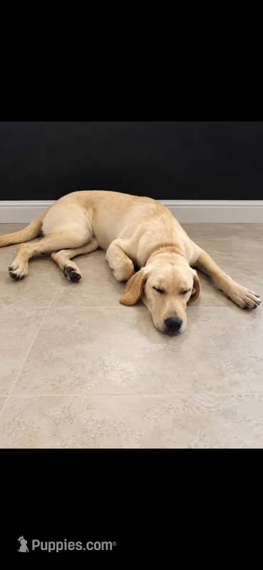 AKC Daisy – Labrador Retriever puppy for sale in Sanderson, FL