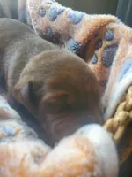 Kit Kat, a female Labrador Retriever for sale in Sanderson, FL – 3 of 6