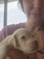 Willow, a female Labrador Retriever for sale in Sanderson, FL – 4 of 5