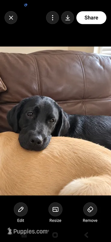 Nova – Labrador Retriever puppy for sale in Sanderson, FL