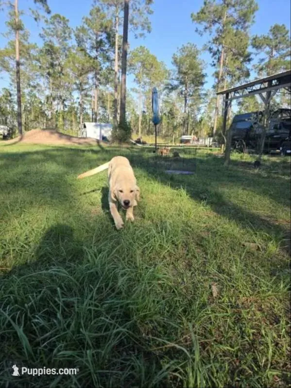 AKC Daisy, a female Labrador Retriever for sale in Sanderson, FL – 1 of 3