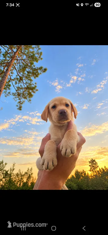 AKC Butterfinger – Labrador Retriever puppy for sale in Sanderson, FL
