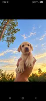 AKC Butterfinger, a male Labrador Retriever for sale in Sanderson, FL – 1 of 1