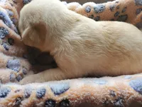 Butterfinger, a male Labrador Retriever for sale in Sanderson, FL – 4 of 4