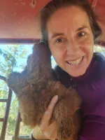 Bella, a female Goldendoodle for sale in Sanderson, FL – Photo 4 of 4