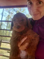 Bella, a female Goldendoodle for sale in Sanderson, FL – Photo 2 of 4