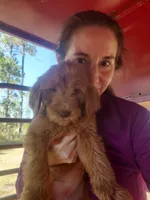 Bella, a female Goldendoodle for sale in Sanderson, FL – Photo 1 of 4