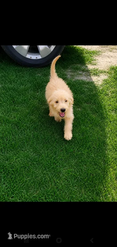 Ollie-Mini Labradoodle  – Miniature Labradoodle puppy for sale in Sanderson, FL