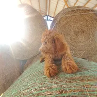 Oliver, a male Goldendoodle for sale in Sanderson, FL – Photo 2 of 2