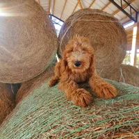 Oliver, a male Goldendoodle for sale in Sanderson, FL – Photo 1 of 2