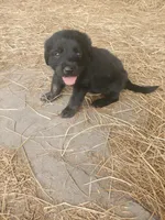 Rocco, a male Great Pyrenees and Labrador Retriever for sale in Sanderson, FL – 5 of 7