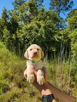 AKC Duke, a male Labrador Retriever for sale in Sanderson, FL – 2 of 8