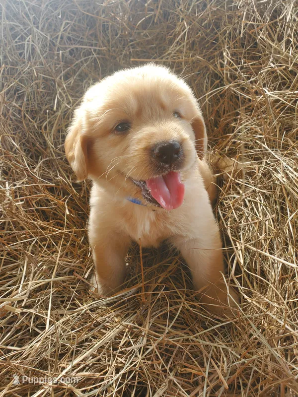 Fluffy – Great Pyrenees, Labrador Retriever puppy for sale in Sanderson, FL