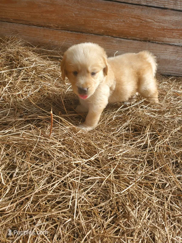 Charlie – Great Pyrenees, Labrador Retriever puppy for sale in Sanderson, FL