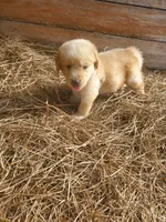 Charlie, a male Great Pyrenees and Labrador Retriever for sale in Sanderson, FL – 3 of 4