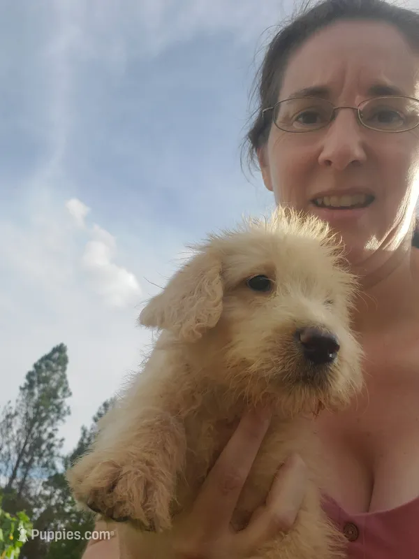 Millie- Mini Labradoodle  – Miniature Labradoodle puppy for sale in Sanderson, FL