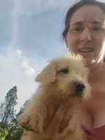 Millie- Mini Labradoodle , a female Miniature Labradoodle for sale in Sanderson, FL – 1 of 4