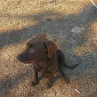 AKC Mocha, a female Labrador Retriever for sale in Sanderson, FL – Photo 5 of 5