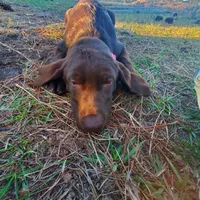 AKC Mocha, a female Labrador Retriever for sale in Sanderson, FL – Photo 2 of 5