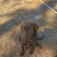 AKC Mocha, a female Labrador Retriever for sale in Sanderson, FL – Photo 3 of 5