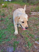 AKC Daisy, a female Labrador Retriever for sale in Sanderson, FL – 6 of 6