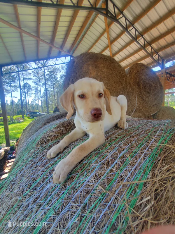 AKC Hunter – Labrador Retriever puppy for sale in Sanderson, FL