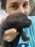 Tootsie, a female Labrador Retriever for sale in Sanderson, FL – 5 of 6