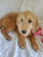 Sunny, a female Labradoodle for sale in Sanderson, FL – 2 of 5