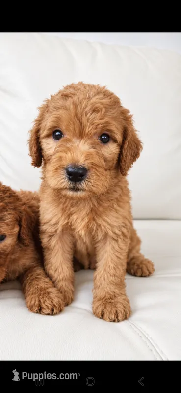 Chloe- F1b – Goldendoodle puppy for sale in Sanderson, FL
