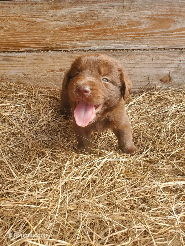 Koda – Great Pyrenees, Labrador Retriever puppy for sale in Sanderson, FL