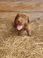 Fudge, a male Great Pyrenees and Labrador Retriever for sale in Sanderson, FL – 2 of 4