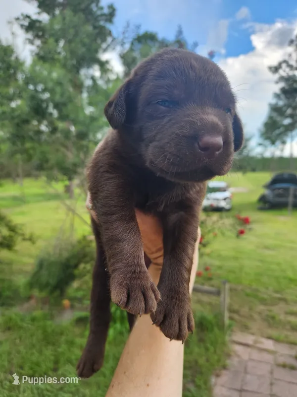 Rolo – Labrador Retriever puppy on hold in Sanderson, FL