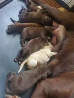 AKC Lab, a female Labrador Retriever for sale in Sanderson, FL – 10 of 10