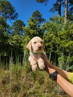 AKC Duke, a male Labrador Retriever for sale in Sanderson, FL – 8 of 8
