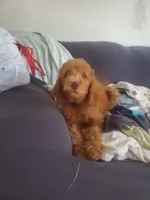 Miracle, a male Goldendoodle for sale in Sanderson, FL – 3 of 3