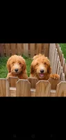 Finn, a male Goldendoodle for sale in Sanderson, FL – 3 of 7