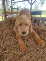 Honey, a female Labradoodle for sale in Sanderson, FL – 3 of 3