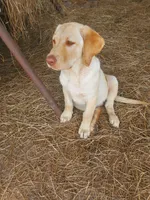 AKC Hunter, a male Labrador Retriever for sale in Sanderson, FL – 4 of 6