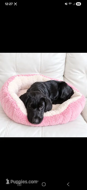 Sweet Pea – Labrador Retriever puppy for sale in Sanderson, FL