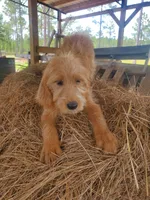 Oliver-Potty Trained , a male Labradoodle for sale in Sanderson, FL – 2 of 6