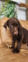 Rocky- Green Eyes, a male Labrador Retriever for sale in Sanderson, FL – 4 of 4