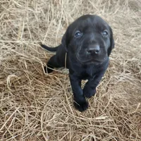 Luna, a female Labrador Retriever for sale in Sanderson, FL – Photo 1 of 3