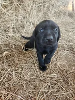 Luna, a male Labrador Retriever for sale in Sanderson, FL – Photo 1 of 4