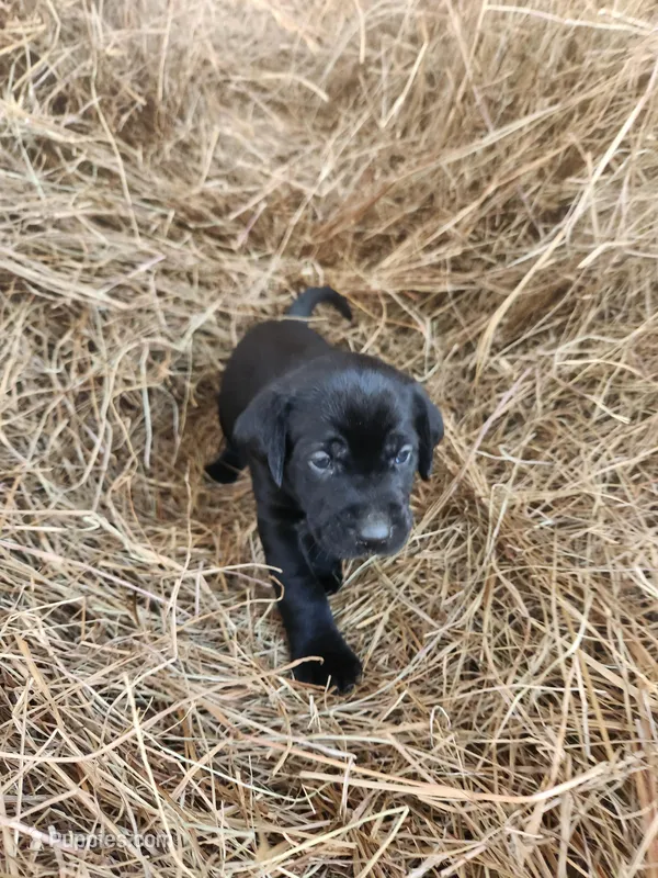 Luna – Labrador Retriever puppy for sale in Sanderson, FL