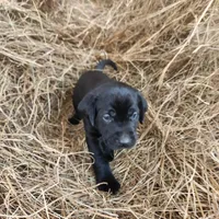 Luna, a female Labrador Retriever for sale in Sanderson, FL – Photo 2 of 3