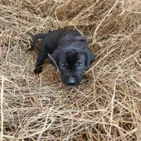 Luna, a female Labrador Retriever for sale in Sanderson, FL – Photo 3 of 3