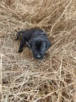 Luna, a male Labrador Retriever for sale in Sanderson, FL – Photo 3 of 4