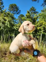 AKC Duke, a male Labrador Retriever for sale in Sanderson, FL – 7 of 8