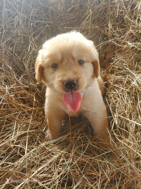 Fluffy – Great Pyrenees, Labrador Retriever puppy for sale in Sanderson, FL