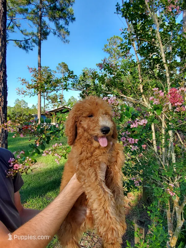 Theodore – Goldendoodle puppy for sale in Sanderson, FL